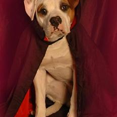 Amerikansk bulldog Kaine - Bebehunden<3