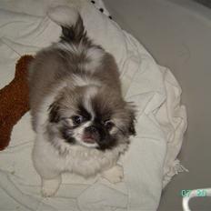 Pekingeser Cille