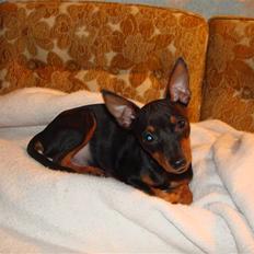 Dvaergpinscher Chung 