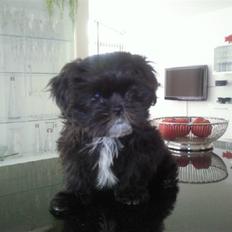 Shih tzu Tai -Fu