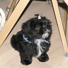 Shih tzu Tai -Fu