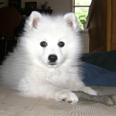 Japansk spids Wilbur