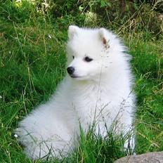 Japansk spids Wilbur