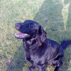 Flat coated retriever Troja