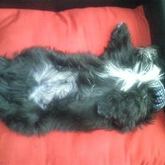 Shih tzu Tai -Fu