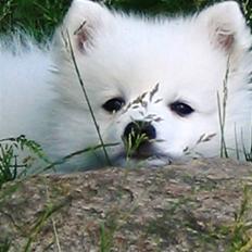 Japansk spids Wilbur