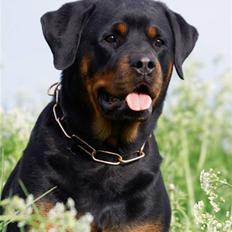 Rottweiler Dania von hause nomis
