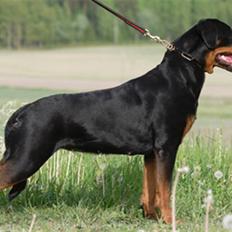 Rottweiler Dania von hause nomis