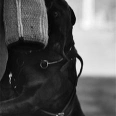 Rottweiler Dania von hause nomis