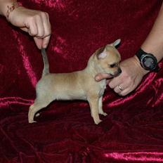 Chihuahua Emma´s Bonita