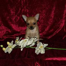 Chihuahua Emma´s Bonita