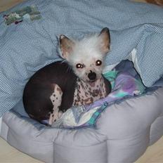 Chinese crested hårløs Aicia