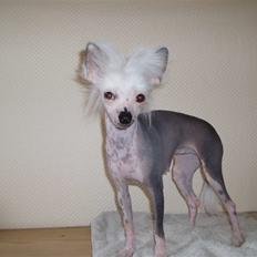 Chinese crested hårløs Aicia