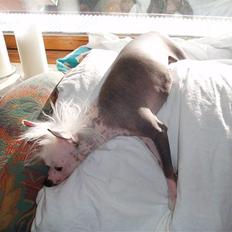 Chinese crested hårløs Aicia