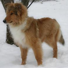 Collie langhåret ADIOR ROLLS ROYCE