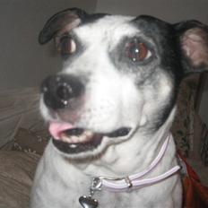 Dansk svensk gaardhund Bubbi ¤ bobbel ¤ 