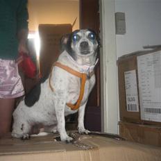 Dansk svensk gaardhund Bubbi ¤ bobbel ¤ 