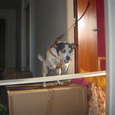 Dansk svensk gaardhund Bubbi ¤ bobbel ¤ 