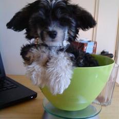 Chinese crested powder puff Mocca