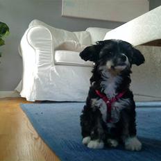 Chinese crested powder puff Mocca