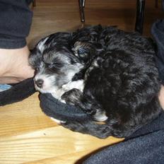 Chinese crested powder puff Mocca