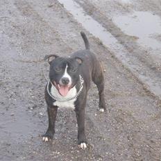 Staffordshire bull terrier Fancystaff Cody