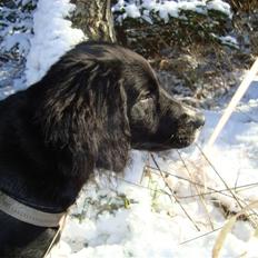 Blanding af racer Hodja