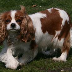 Cavalier king charles spaniel Bella
