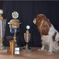 Cavalier king charles spaniel Bella