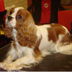 Cavalier king charles spaniel Bella