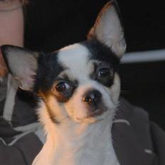 Chihuahua Chihuahua flower´s Trille