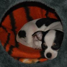 Chihuahua Chihuahua flower´s Trille