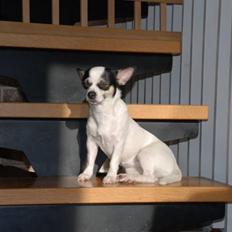 Chihuahua Chihuahua flower´s Trille