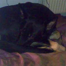 Schæferhund Gipsy <3 †Himmelhund†