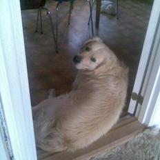 Golden retriever Simba