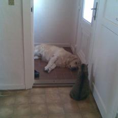 Golden retriever Simba