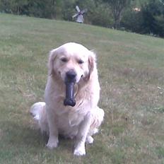 Golden retriever Simba