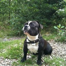 Fransk bulldog Tulle