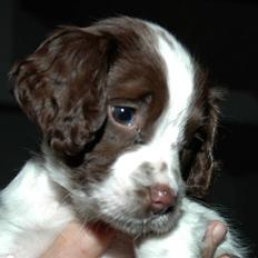 Field Trial spaniel Emma