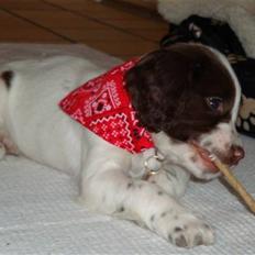 Field Trial spaniel Emma