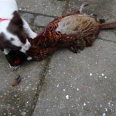Field Trial spaniel Emma