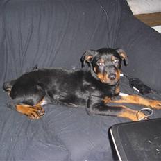 Rottweiler Tyson