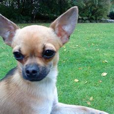 Chihuahua °º• ¤ Tilde ¤ •º°