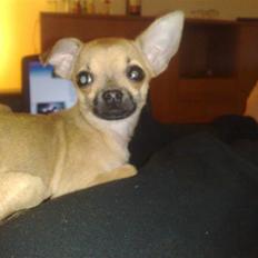 Chihuahua °º• ¤ Tilde ¤ •º°