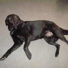 Labrador retriever Pelle