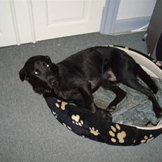 Labrador retriever Pelle