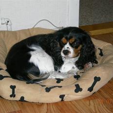 Cavalier king charles spaniel Freja