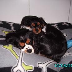 Cavalier king charles spaniel Freja