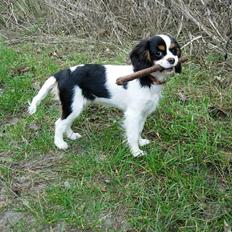 Cavalier king charles spaniel Trika