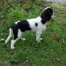 Cavalier king charles spaniel Trika
